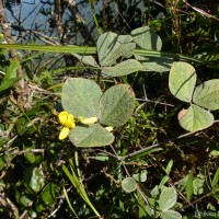Cajanus rugosus (Wight & Arn.) Maesen